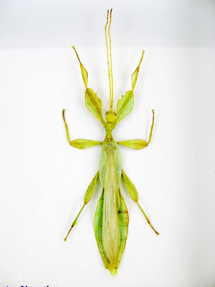 Echte präparierte und riesige Insekten, Cicaden und Krabbler im Schaukasten aus Holz hinter Glas (2
