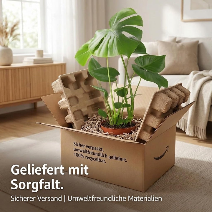 Monstera Deliciosa 3er-Set, 55-70cm, 14cm Topf Ø, Pflanzen-Set für Wohnung und Büro, Qualität vom Pf