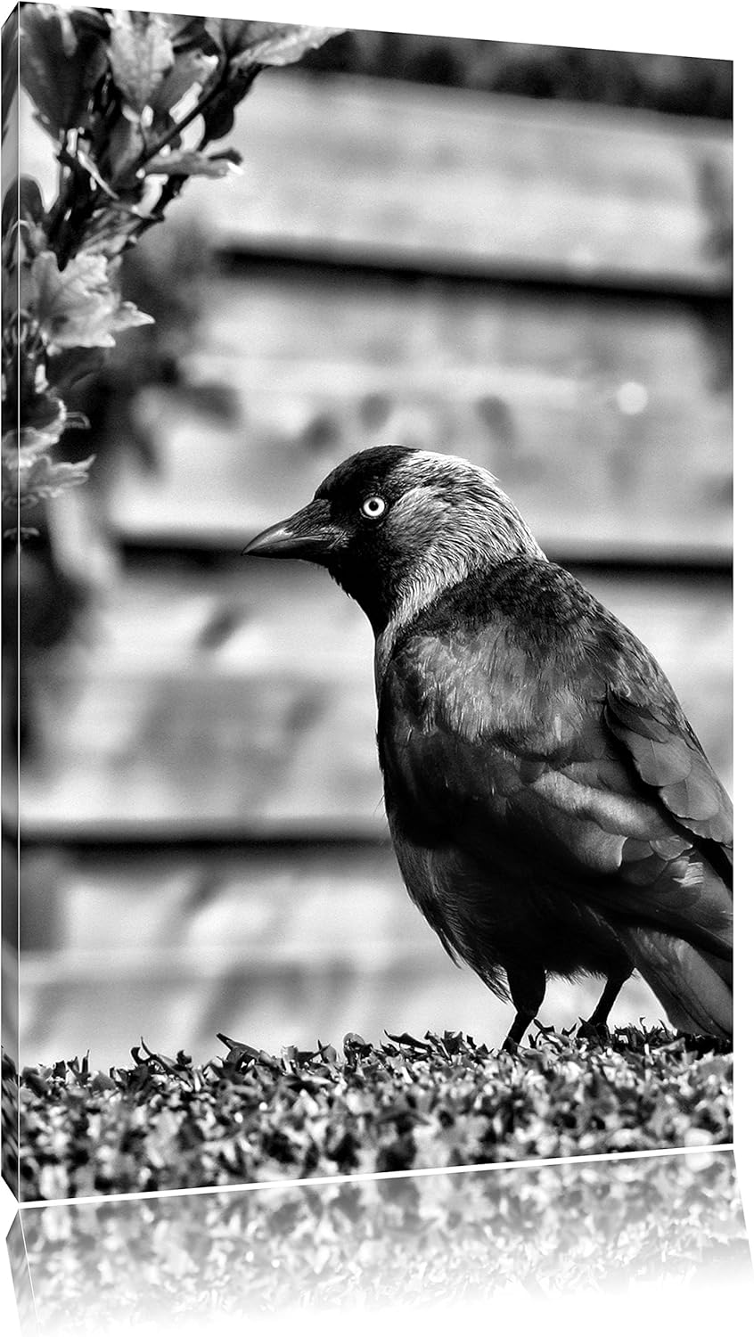 Pixxprint Vogel auf Gartenwiese / 100x70cm Leinwandbild bespannt auf Holzrahmen/Wandbild Kunstdruck