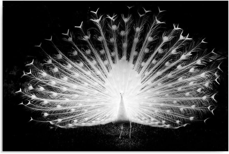 Feeby Frames, Leinwandbild, Bilder, Wand Bild, Wandbilder, Kunstdruck 70x100cm, NATUR, VOGEL, PFAU,