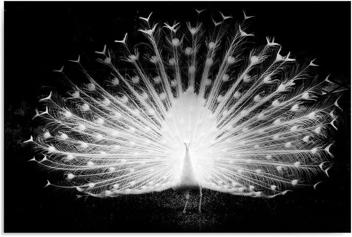 Feeby Frames, Leinwandbild, Bilder, Wand Bild, Wandbilder, Kunstdruck 70x100cm, NATUR, VOGEL, PFAU,