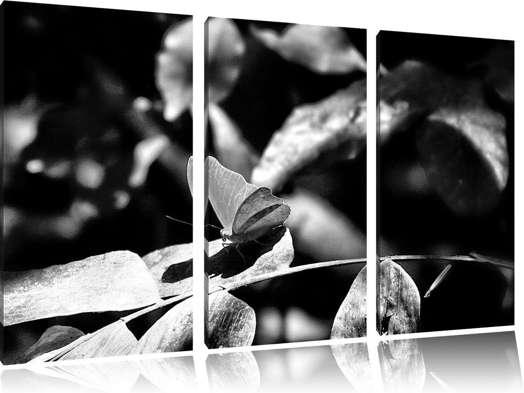 Pixxprint schöner Schmetterling sonnt Sich als Leinwandbild/Grösse: 3 Teilig (120x80) cm/Wandbild/Ku
