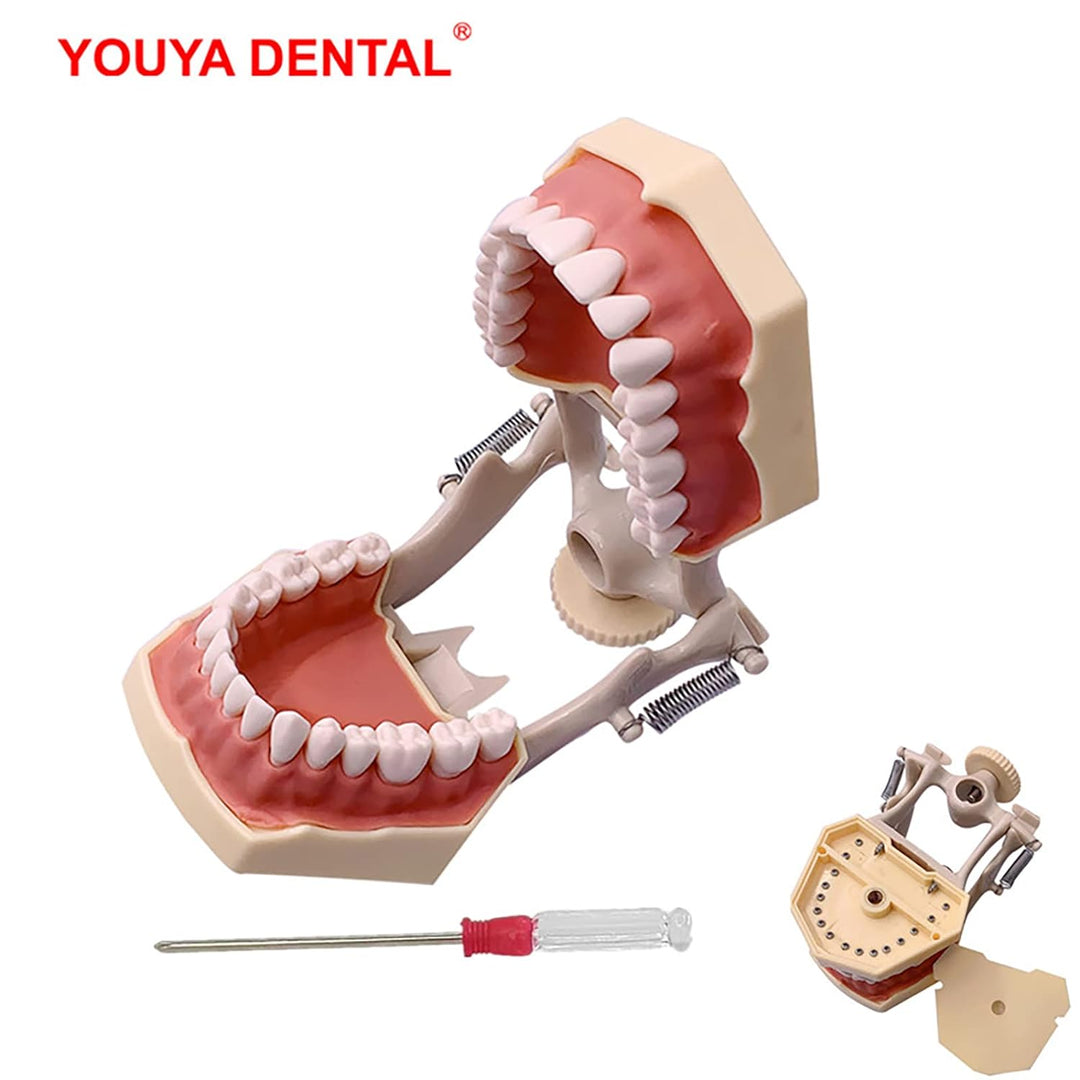 YOUYA DENTAL TM-460 Anatomie Typodont Lernmodell mit 32 abnehmbaren Zähnen für Unterricht und Studiu