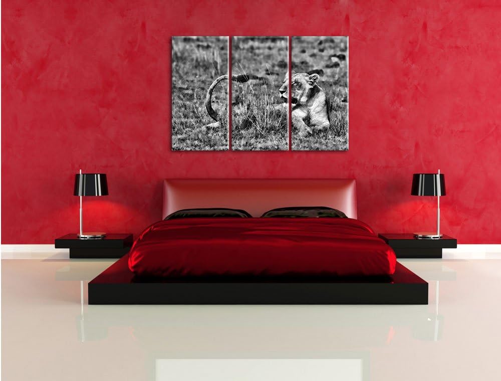 Pixxprint Löwin entspannt im Gras als Leinwandbild/Grösse: 3 Teilig (120x80) cm/Wandbild/Kunstdruck/