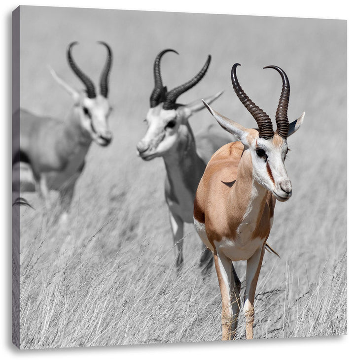 Pixxprint Tiere in Savanne Rehe Afrika / 70x70cm Leinwandbild bespannt auf Holzrahmen/Wandbild Kunst