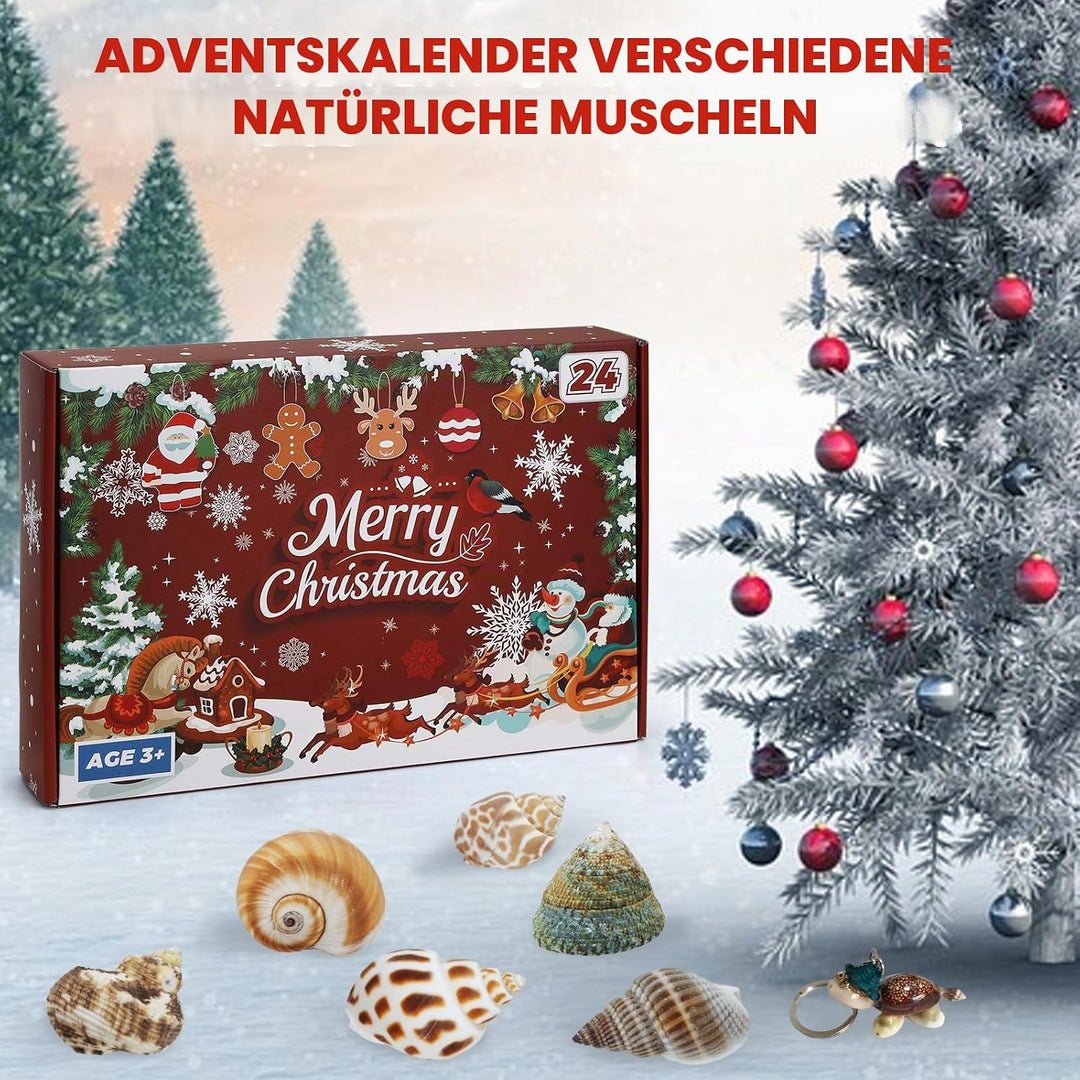 Aitsite Adventskalender 2025 Muscheln, 24 Tage natürliche MuschelnbAdventskalender, Muschel Sammlung