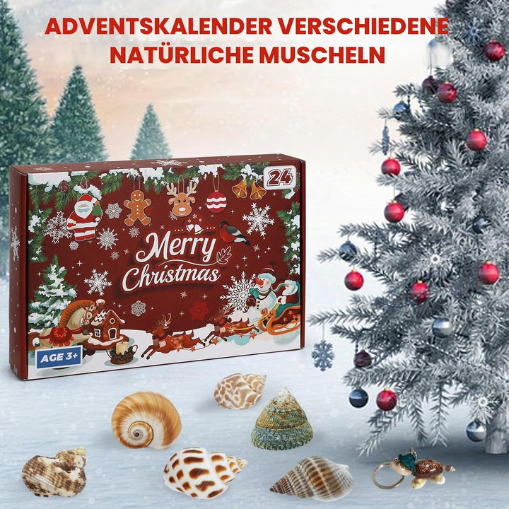 Aitsite Adventskalender 2025 Muscheln, 24 Tage natürliche MuschelnbAdventskalender, Muschel Sammlung