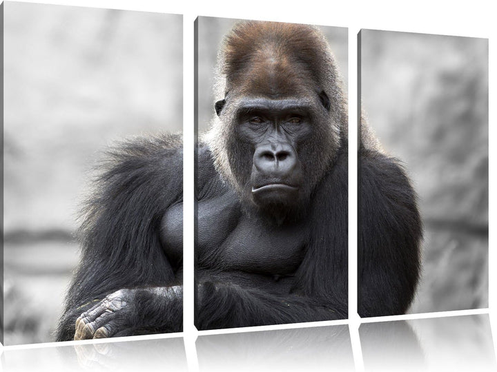 Pixxprint gelangweilter Gorilla als Leinwandbild/Grösse: 3 Teilig (120x80) cm/Wandbild/Kunstdruck/fe