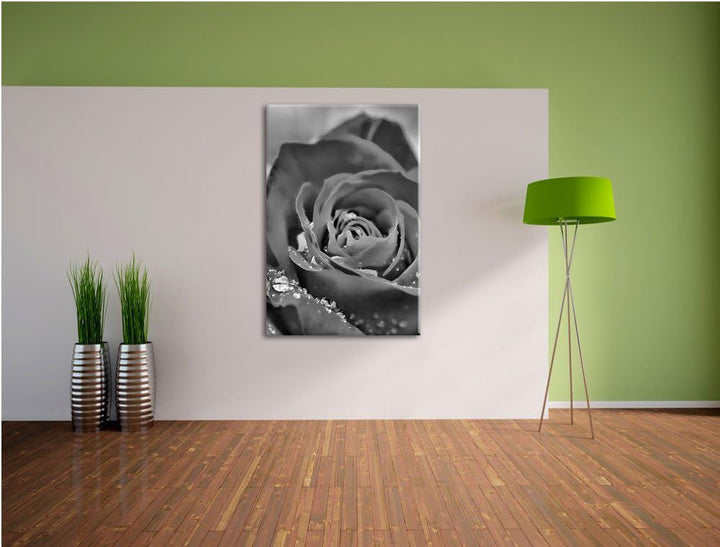 Monocrome, Prächtige rote Rose mit Wassertropfen, Format: 100x70 auf Leinwand, XXL riesige Bilder fe