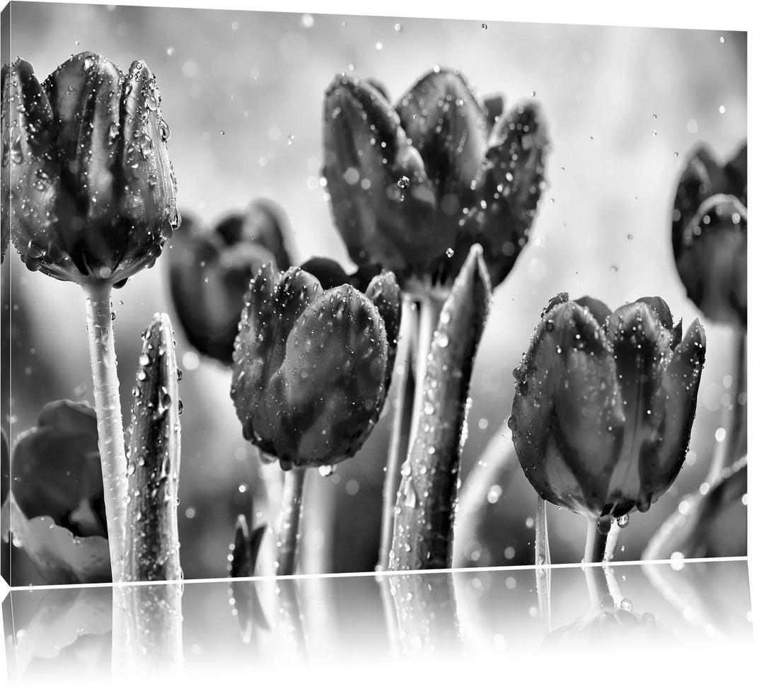 Pixxprint Rote Tulpen mit Tropfen bedeckt / 100x70cm Leinwandbild bespannt auf Holzrahmen/Wandbild K