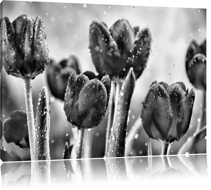Pixxprint Rote Tulpen mit Tropfen bedeckt / 100x70cm Leinwandbild bespannt auf Holzrahmen/Wandbild K