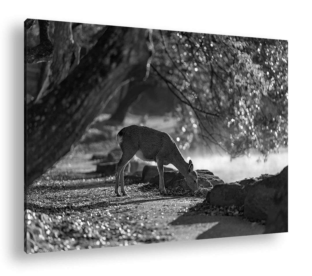 deyoli scheues Reh Format: 80x60 Effekt: Schwarz&Weiss als Leinwandbild, Motiv fertig gerahmt auf Ec