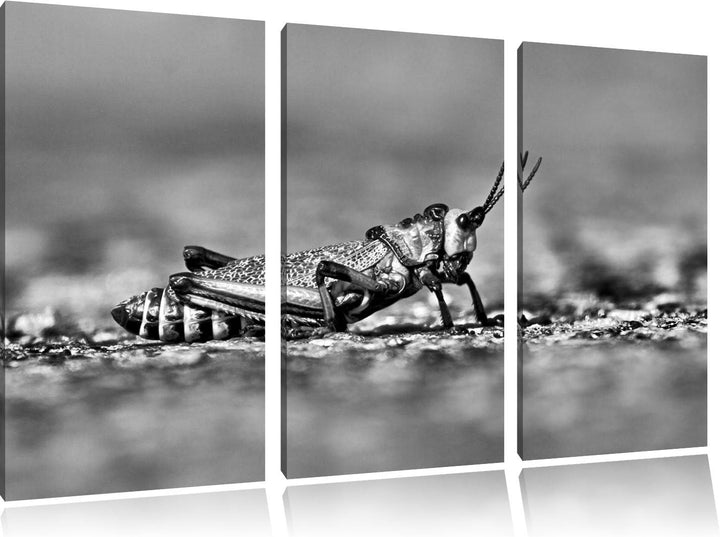 Pixxprint aussergewöhnliche Heuschrecke als Leinwandbild/Grösse: 3 Teilig (120x80) cm/Wandbild/Kunst