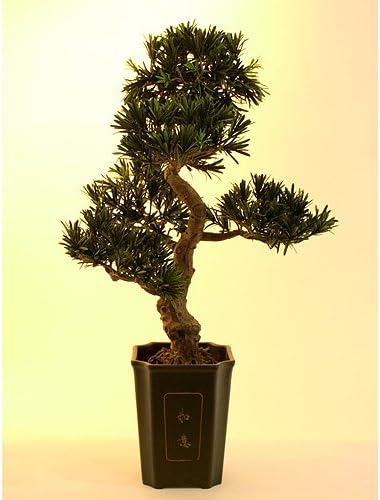 Euro Palms Wohnaccessoires & Deko, Grün