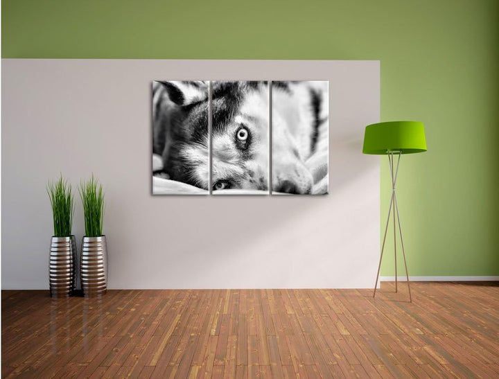 Pixxprint Husky mit Eisblauen Augen im Bett / 3-Teilig/Gesamtmass 120cm Leinwandbild bespannt auf Ho