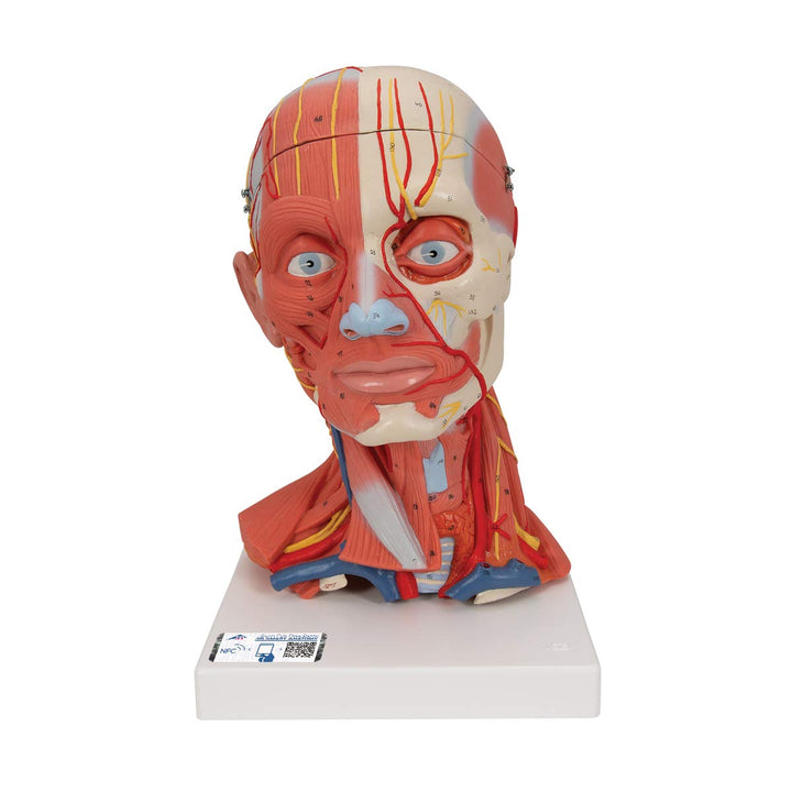 3B Scientific C05 Kopf- und Halsmuskulatur, 5-teilig + kostenlose Anatomie App - 3B Smart Anatomy