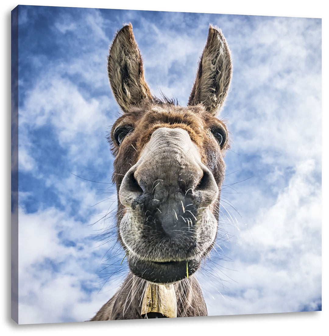 Pixxprint Lustiger Esel, Format: 70x70 auf Leinwand, XXL riesige Bilder fertig gerahmt mit Keilrahme