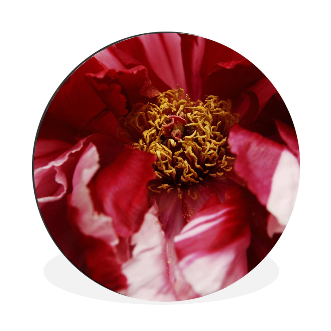 MuchoWow Wandbild Rund Wanddeko Deko Wohnzimmer Bilder 30x30 cm Eine verblühte rote Pfingstrose, 30x