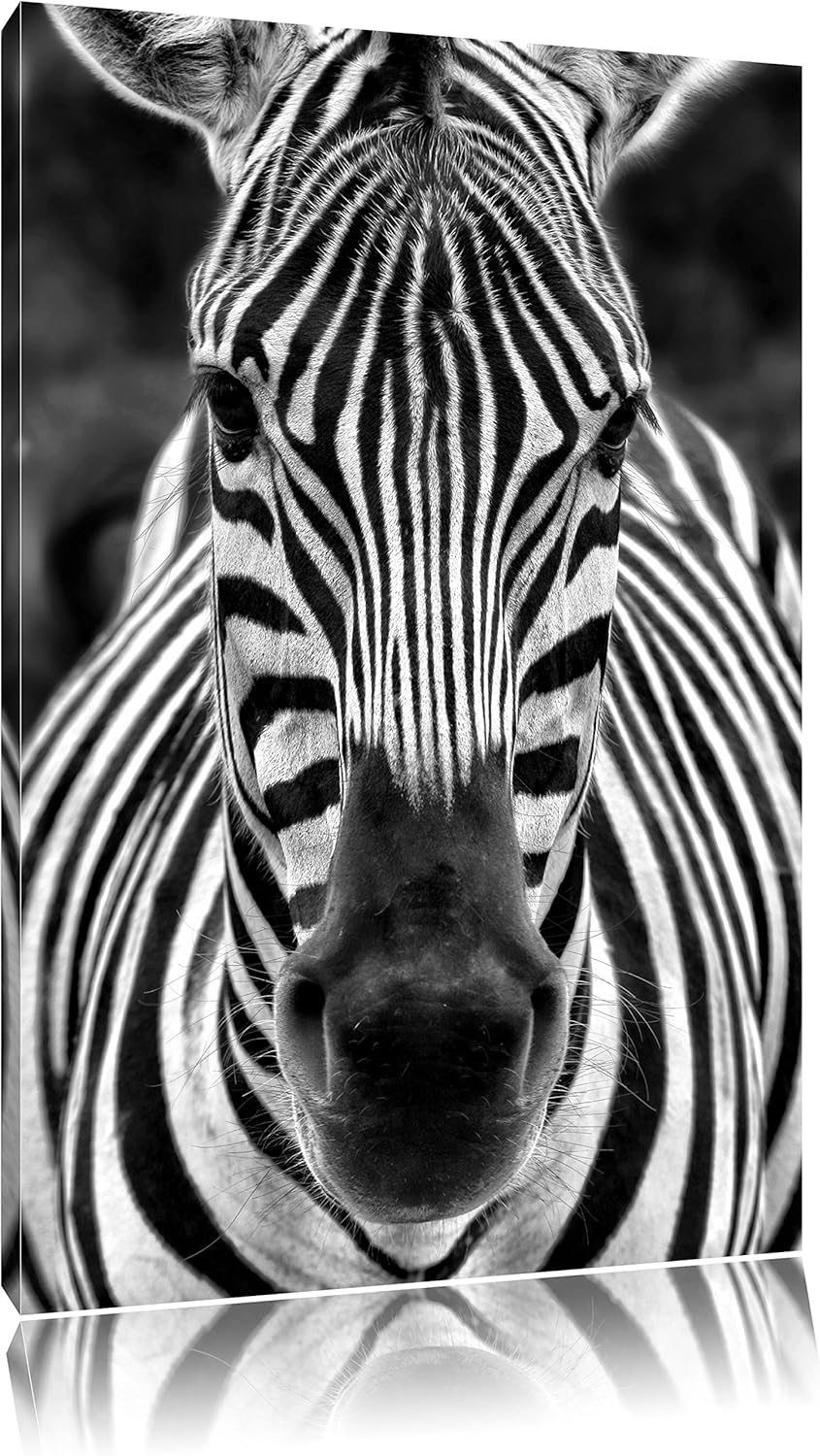 Monocrome, Zebra Porträt , Format: 100x70 auf Leinwand, XXL riesige Bilder fertig gerahmt mit Keilra