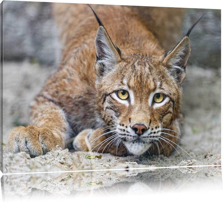 Pixxprint wachsamer Luchs auf Leinwand, XXL riesige Bilder fertig gerahmt mit Keilrahmen, Kunstdruck