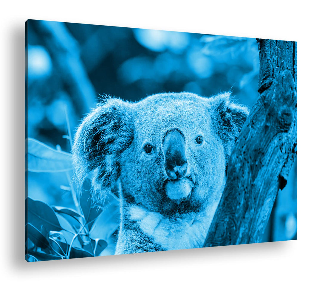 deyoli kleiner Süsser Koala Format 80x60 Effekt: Monocrome Blau als Leinwandbild, Motiv fertig gerah