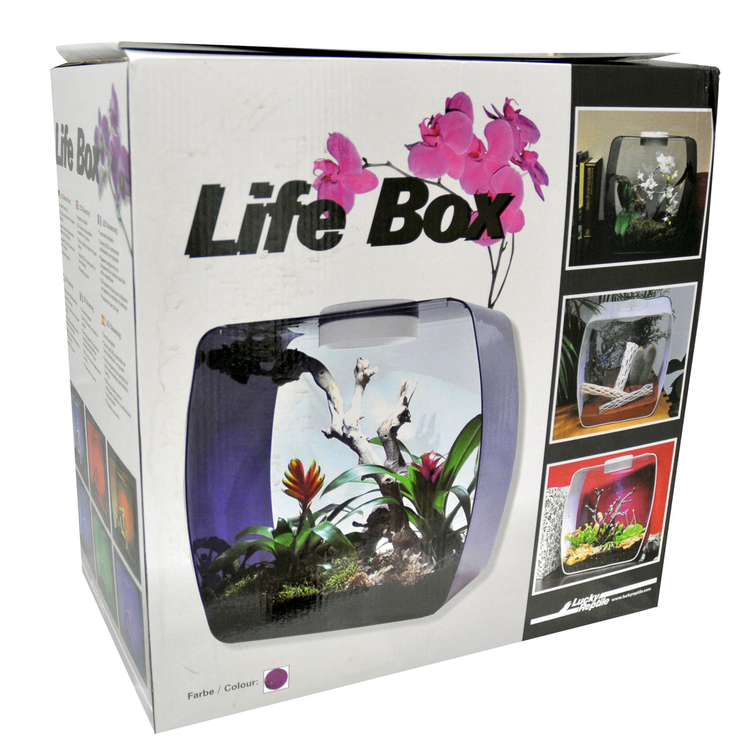 Lucky Reptile Life Box 35 beere, Nanoterrarium aus Acrylglas beere gross, beere gross