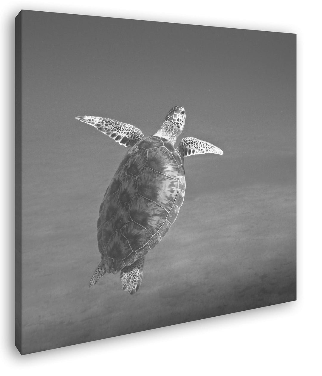 deyoli schwimmende Schildkröte im Ozean im Format: 70x70 Effekt: Schwarz&Weiss als Leinwandbild, Mot