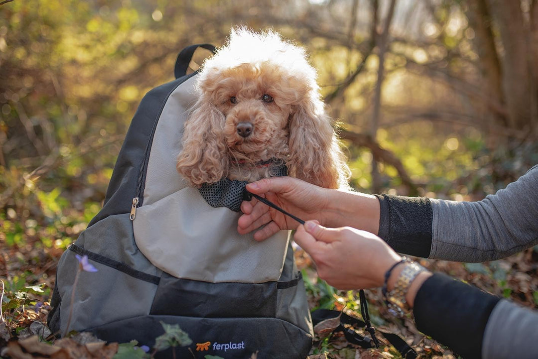 Ferplast Zaino per Cani KANGOO, Trasportino Gatto, Zaino per Gatti, Ampia Apertura, Cinghia di sicur