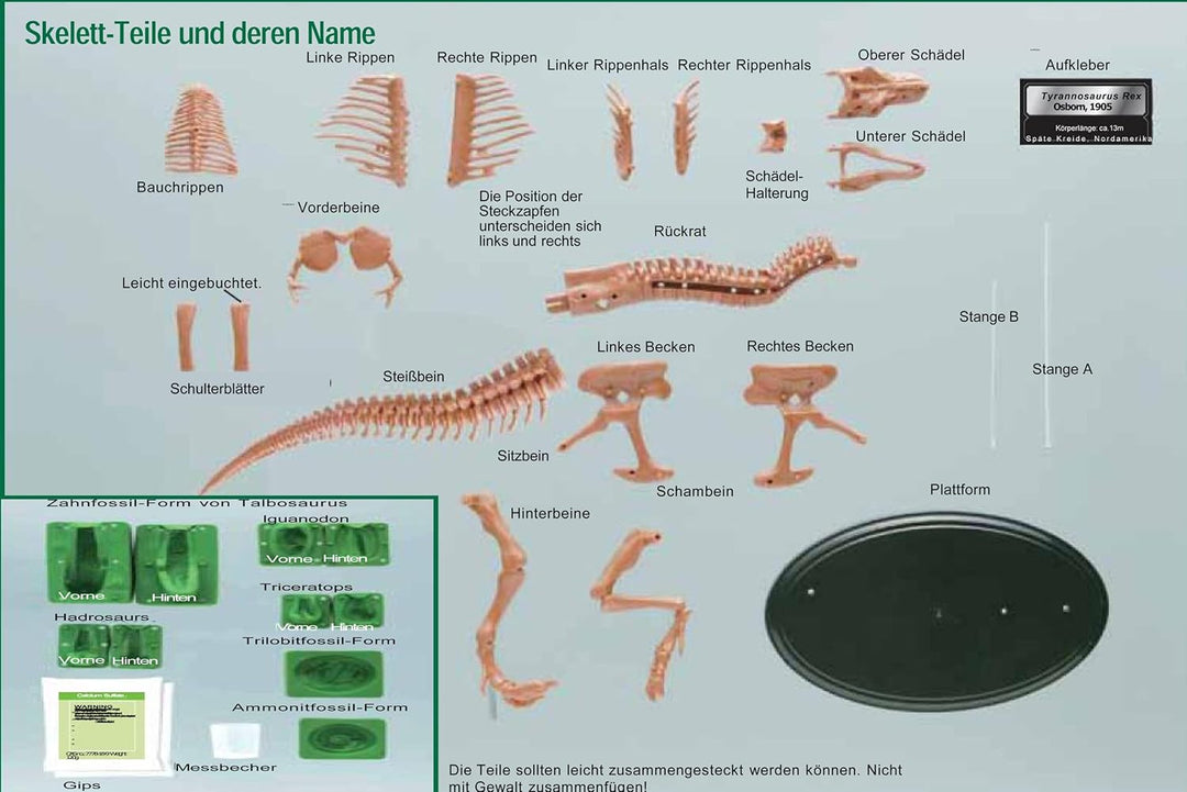 EDU-TOYS Experimentier-Set Tyrannosaurus GK008 ab 8 Jahre