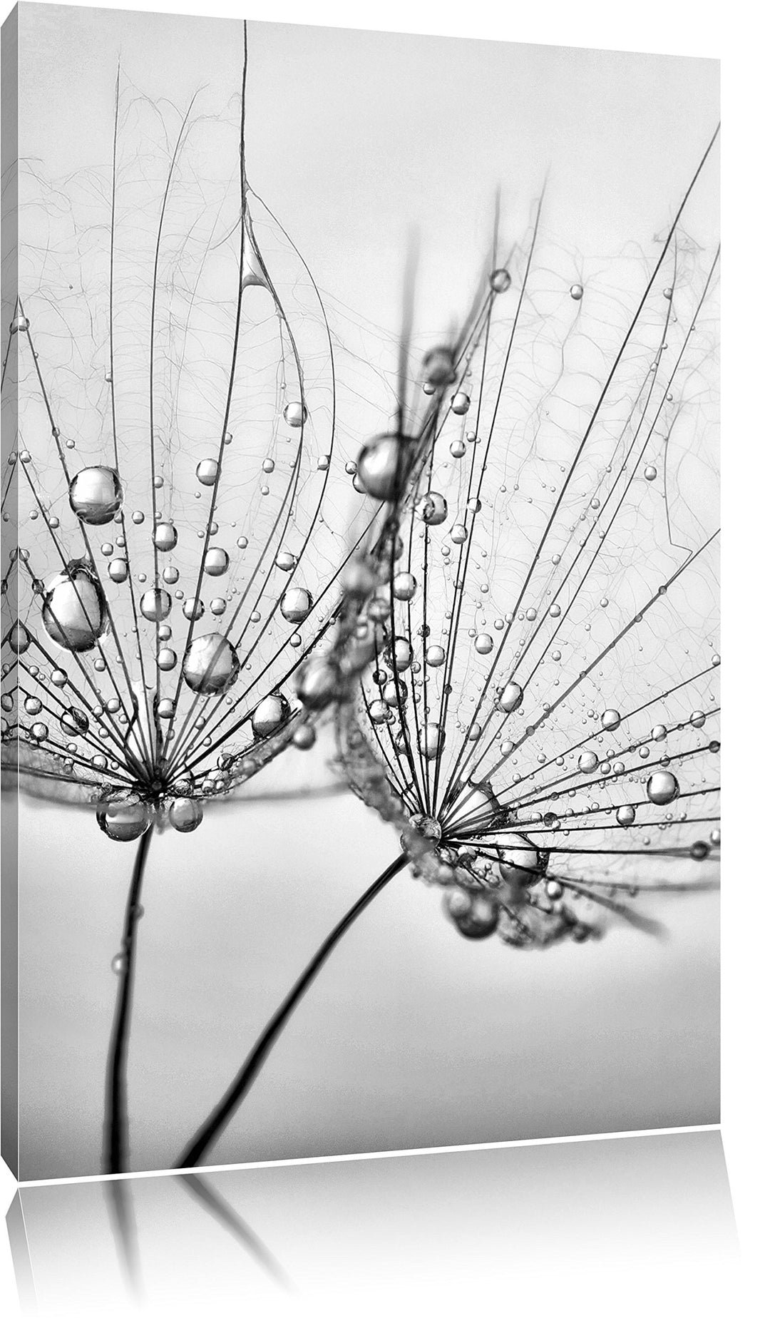 Pixxprint Monocrome, Pusteblumen mit Tautropfen, Format: 100x70 auf Leinwand, 100x70