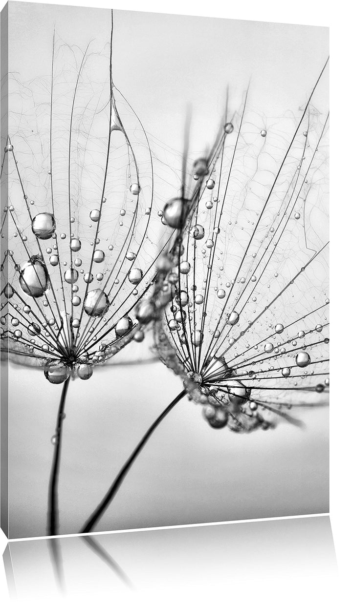 Pixxprint Monocrome, Pusteblumen mit Tautropfen, Format: 100x70 auf Leinwand, 100x70