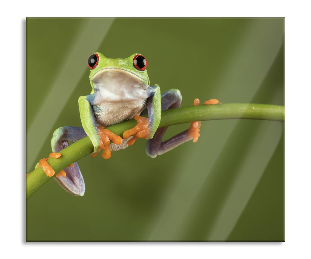 Baum-Frosch auf Bambus Herdabdeckplatte & Spritzschutz aus Echtglas | Für Herd-Kochfelder | 60x52 cm