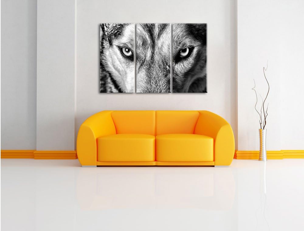 Pixxprint Husky eisblaue Augen als Leinwandbild/Grösse: 3 Teilig (120x80) cm/Wandbild/Kunstdruck/fer