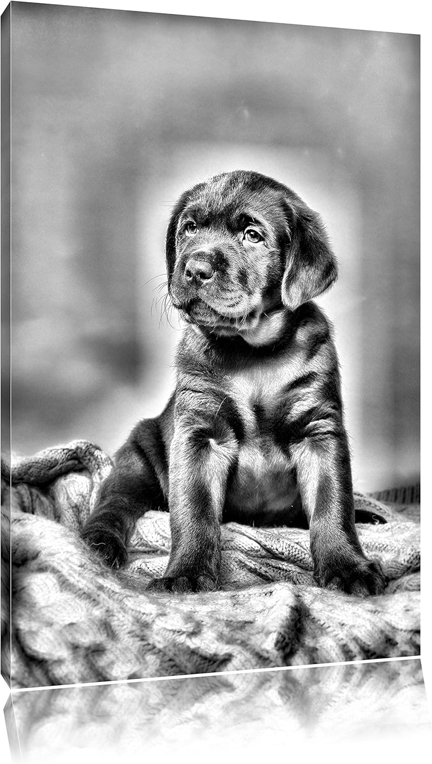 Pixxprint Hundewelpe auf Pullovern / 100x70cm Leinwandbild bespannt auf Holzrahmen/Wandbild Kunstdru