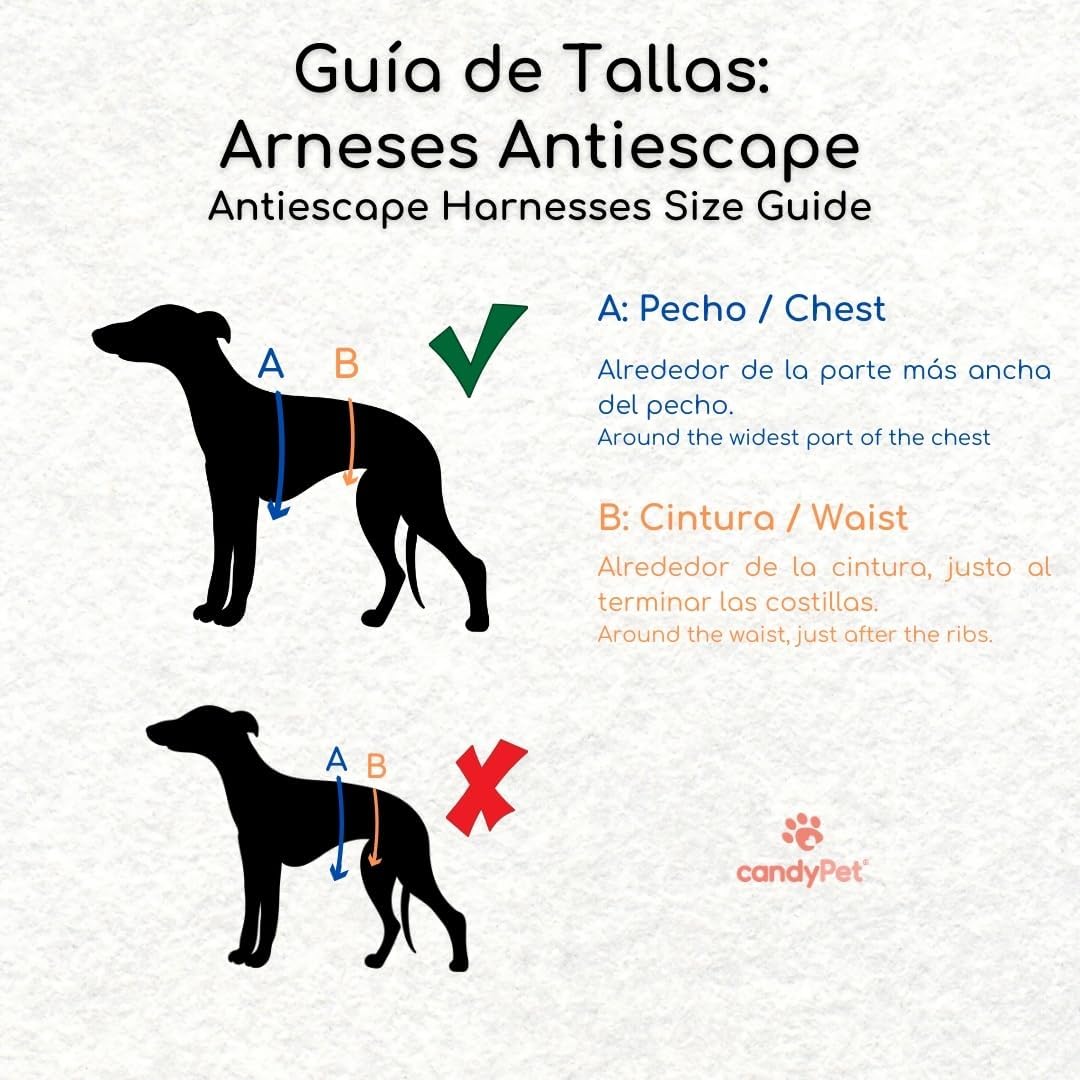 3-Punkt-Gurt mit Anti-Ziehen, ideal für Lebreles: Italienischer Windhund, Whippet, Windhund, Podenco