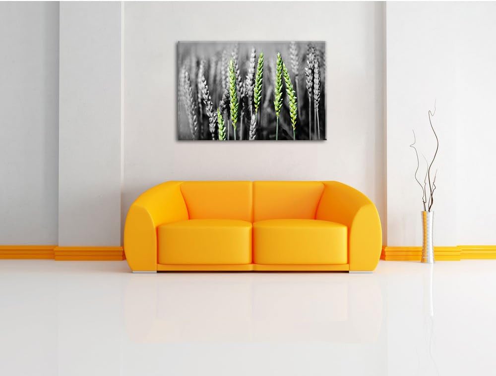 Pixxprint Grüne Weizen auf dem Feld als Leinwandbild/Grösse: 100x70 / Wandbild/Kunstdruck/fertig bes