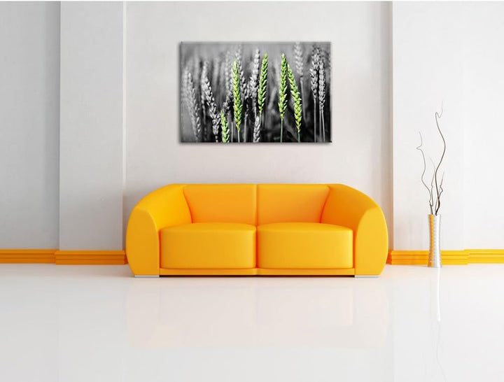 Pixxprint Grüne Weizen auf dem Feld als Leinwandbild/Grösse: 100x70 / Wandbild/Kunstdruck/fertig bes