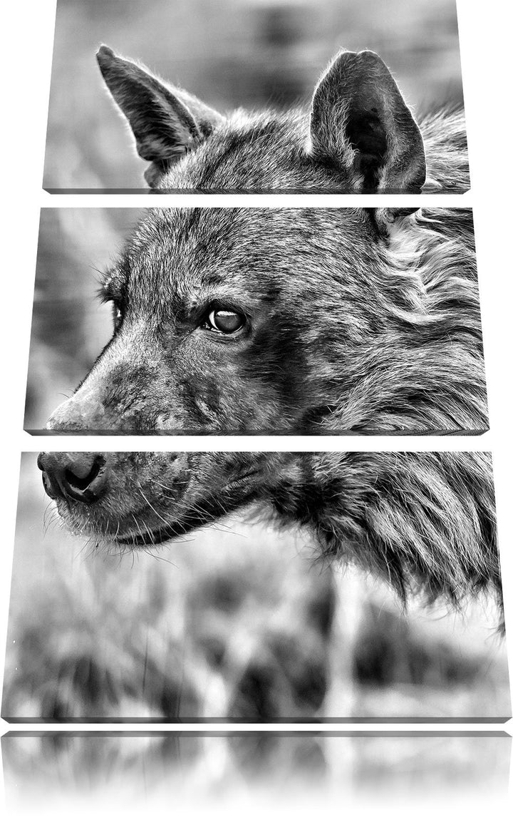 Pixxprint anmutige Hyäne im Wildgras als Leinwandbild/Grösse: 3 Teilig (120x80) cm/Wandbild/Kunstdru