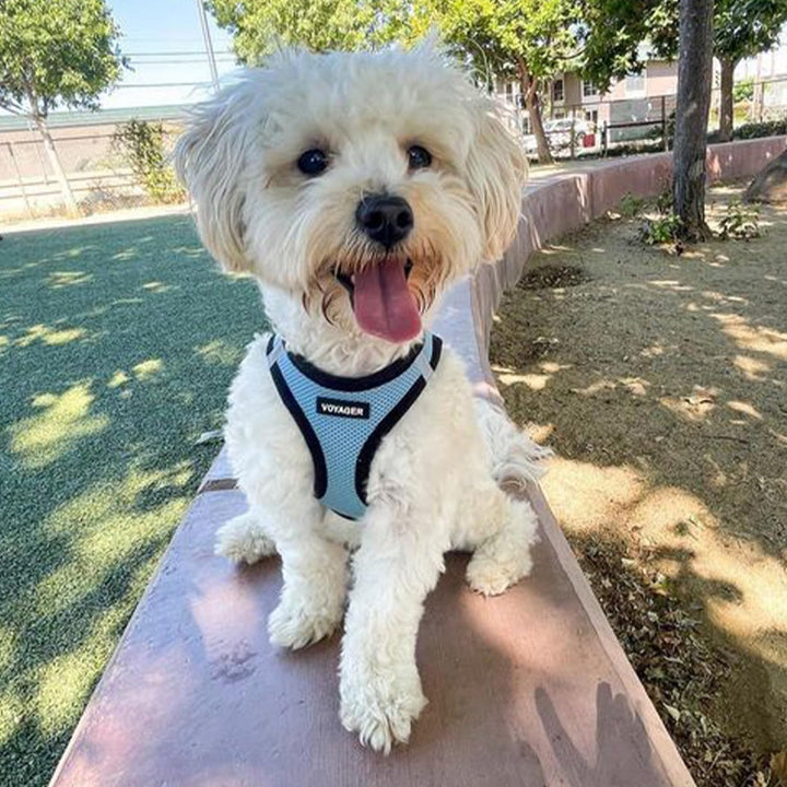 Voyager Step-In Air Hundegeschirr by Best Pet Supplies - All Weather Mesh Step in Vest Harness für k