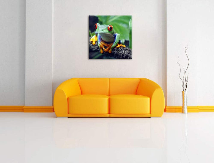 Rotaugenlaubfrosch auf Ast, Format: 70x70 auf Leinwand, XXL riesige Bilder fertig gerahmt mit Keilra