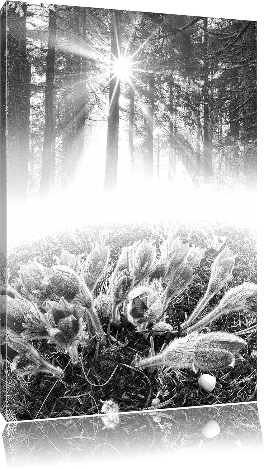 Pixxprint blühende Blumen im Wald / 100x70cm Leinwandbild bespannt auf Holzrahmen/Wandbild Kunstdruc