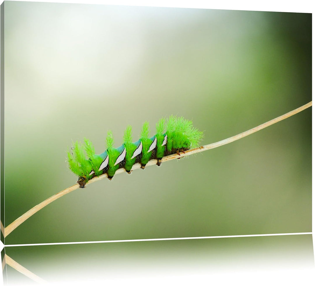 Pixxprint seltene grüne Raupe auf Leinwand, XXL riesige Bilder fertig gerahmt mit Keilrahmen, Kunstd