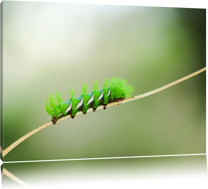 Pixxprint seltene grüne Raupe auf Leinwand, XXL riesige Bilder fertig gerahmt mit Keilrahmen, Kunstd