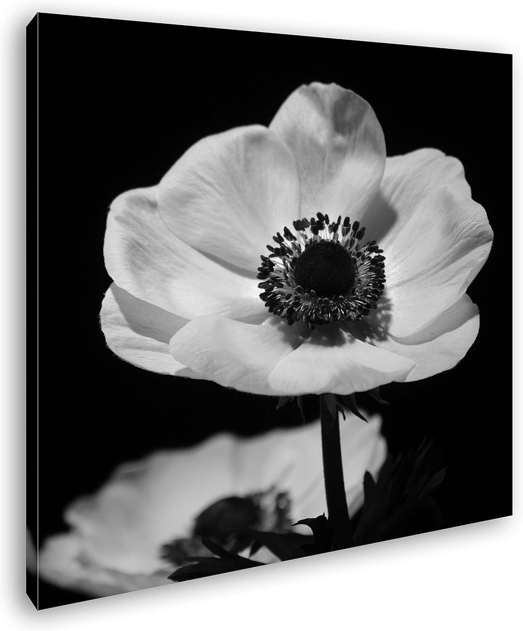 deyoli Dark Anemone Format: 70x70 Effekt: Schwarz&Weiss als Leinwandbild, Motiv auf Echtholzrahmen,