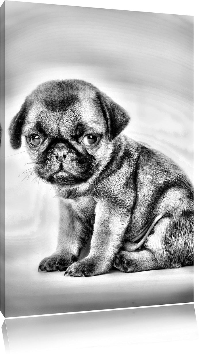 Pixxprint Kleiner Hundewelpe Mops als Leinwandbild/Grösse: 100x70 / Wandbild/Kunstdruck/fertig bespa