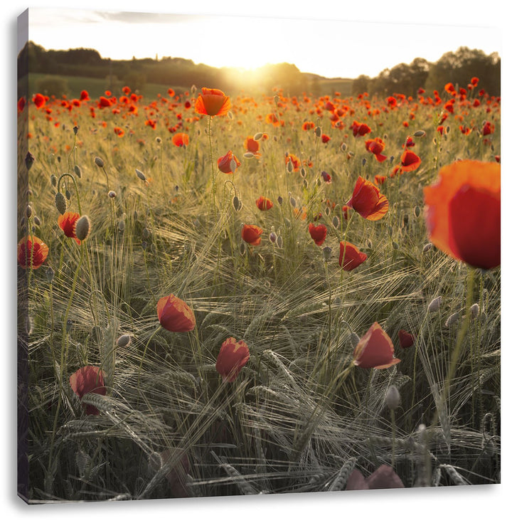 Pixxprint Traumhaftes Mohnfeld bei Sonnenuntergang Schwarz/Weiss, Format: 70x70 auf Leinwand, 70x70