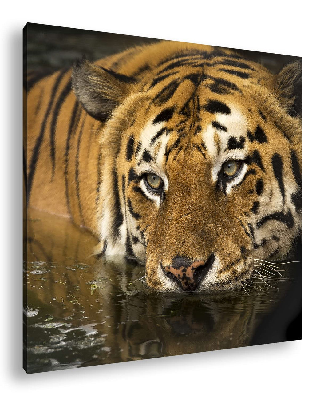 deyoli lauernder Tiger Format: 70x70 cm als Leinwandbild, Motiv fertig gerahmt auf Echtholzrahmen, H
