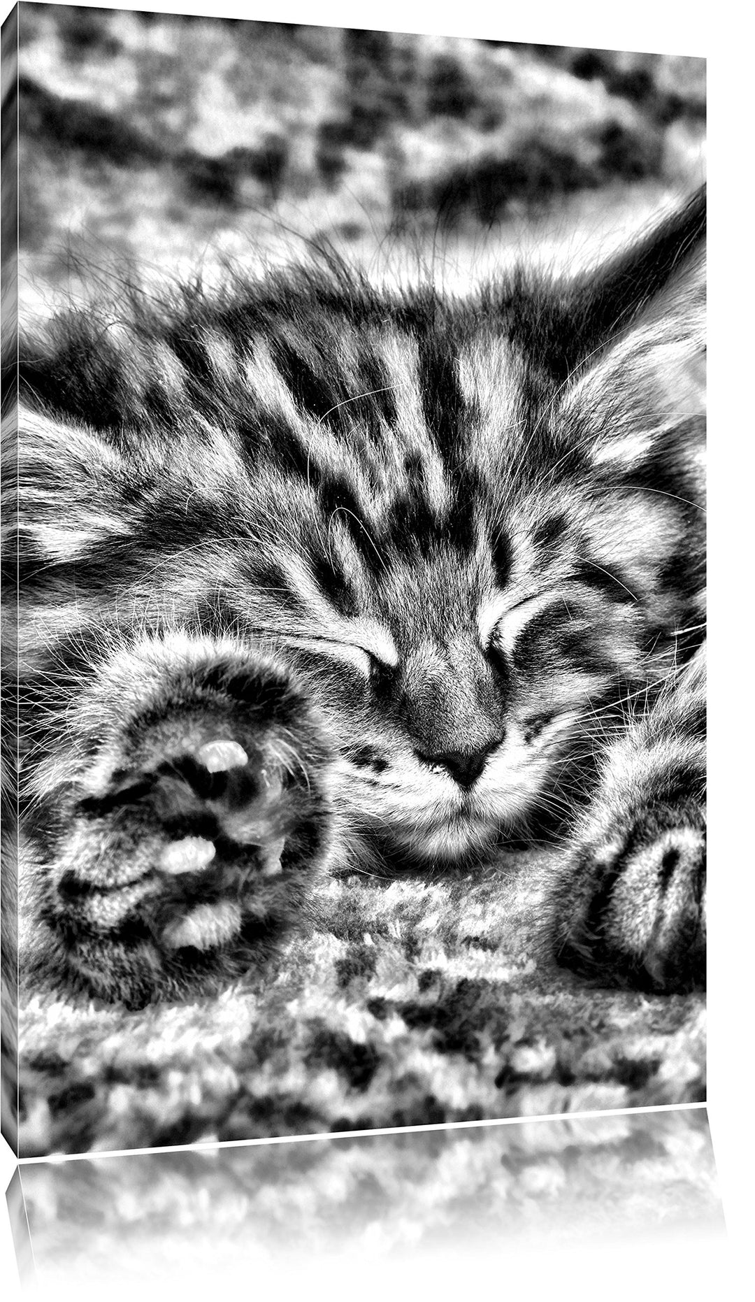 Pixxprint Monocrome, Süsse Baby Katze, Format: 100x70 auf Leinwand, riesige Bilder fertig gerahmt mi
