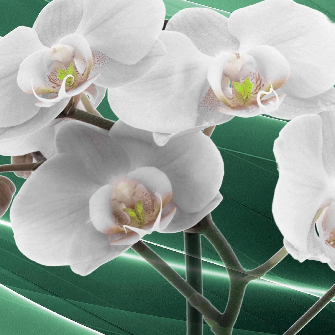 Runa Art Bild Modern Blumen Orchidee - Made in Germany - Wandbilder Natur Grün Grau 4 Teilig 203042b