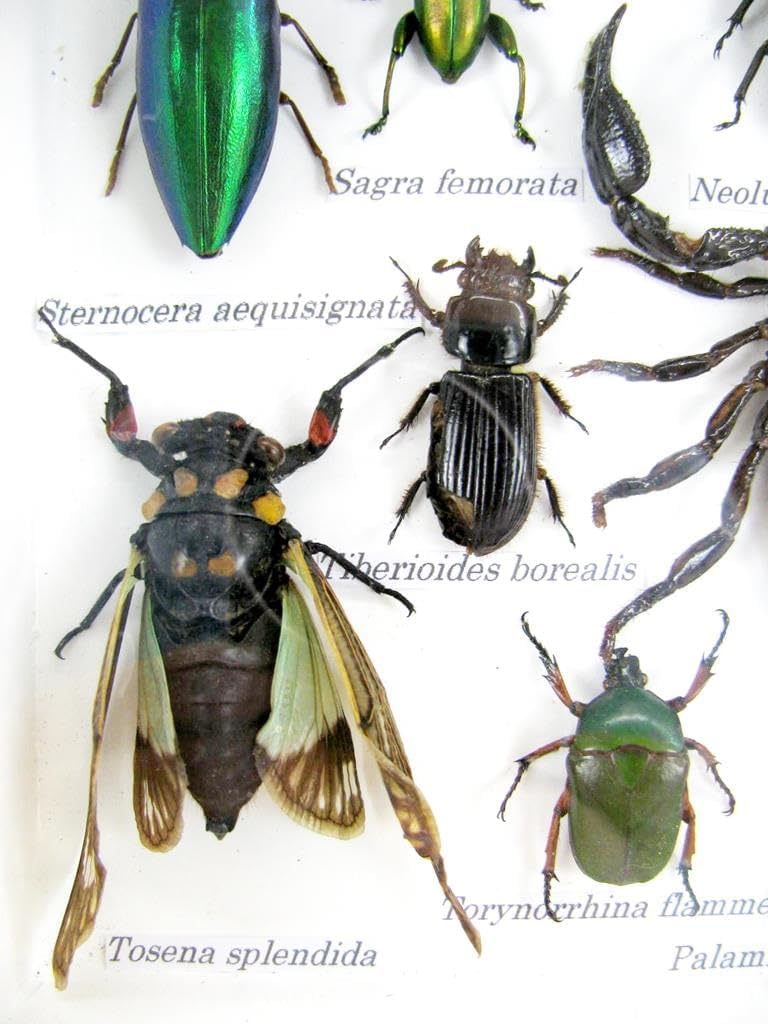 Echte exotische riesige Käfer, Insekten und Krabbler im 3D Schaukasten aus Holz - Insekten - Taxider